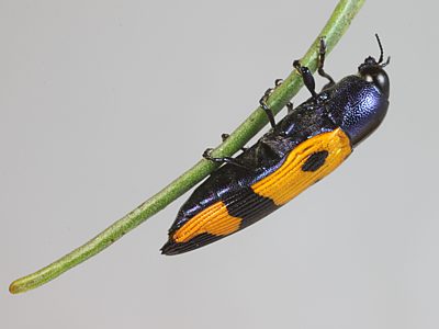 Castiarina propinqua, PL3045A, male, on Senna artemisioides ssp. petiolaris, MU, 13.8 × 4.7 mm